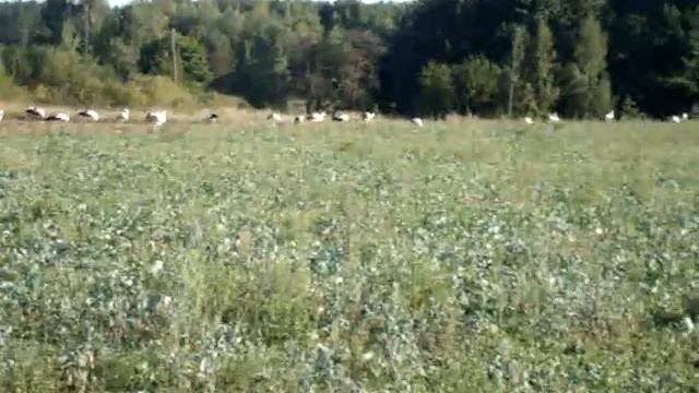здесь должно было быть видео про виноград, но смотрите видео про аистов))) смотреть онлайн