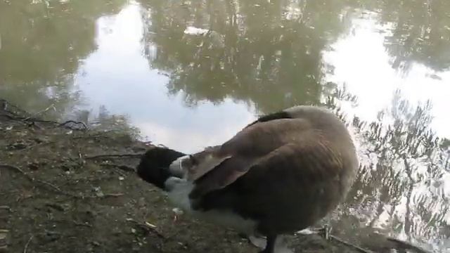 Canadian Geese Preening. Канадский гусь чистит пёрышки. смотреть онлайн