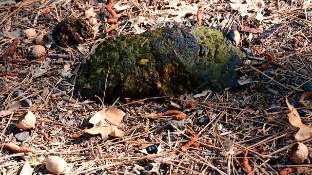 Scat Video for Ecology 2 смотреть онлайн