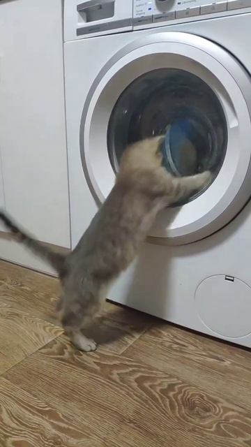 Котик и стиральная машина #shorts #cat 🐱🐈