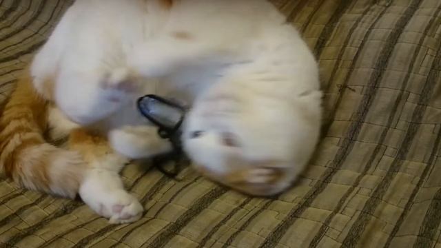 скоттишфолд и фито мышка смотреть онлайн