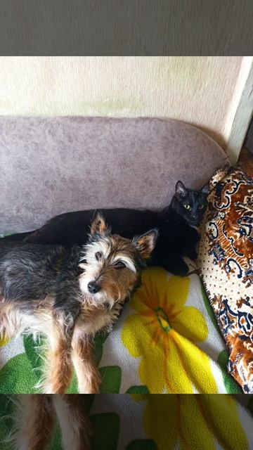 Собака и кот лучшие друзья смотреть онлайн