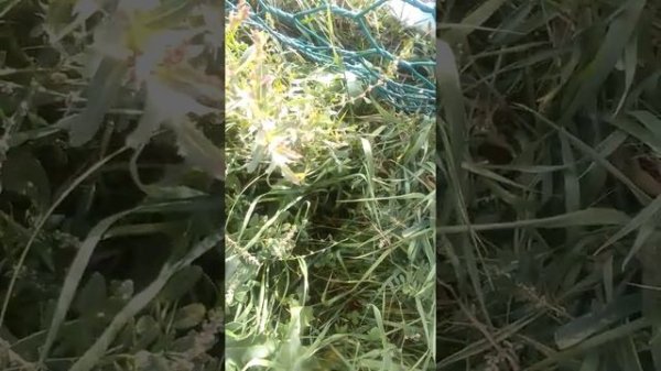 Закрыл своих друзей в клетку на 1 час