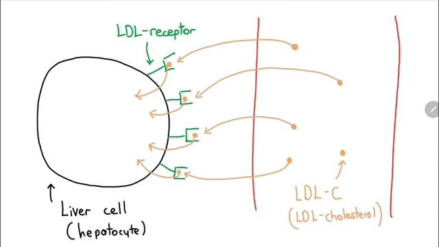 PCSK9 Inhibitors Explained In 3 Minutes