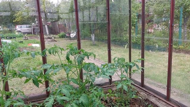 Пересаживаю лилии смотреть онлайн