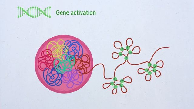 Multiscale 3D Genome Rewiring during Mouse Neural Development смотреть онлайн