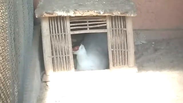 Білі Вухаті фазани.Період яйцекладки. смотреть онлайн