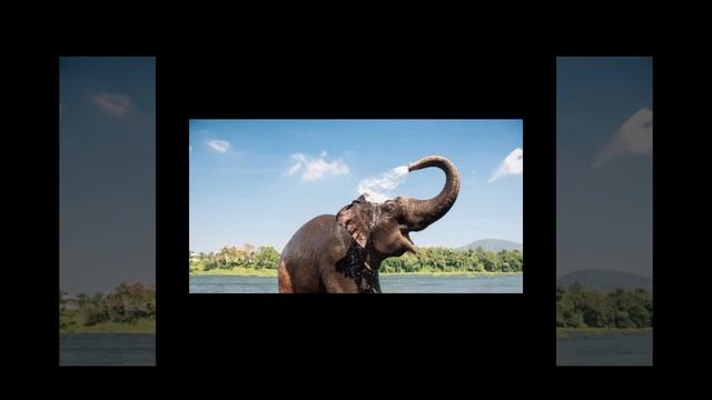 हाथी अपनी सूंड से एक बार में कितना वजन उठा सकते हैं #elephant смотреть онлайн