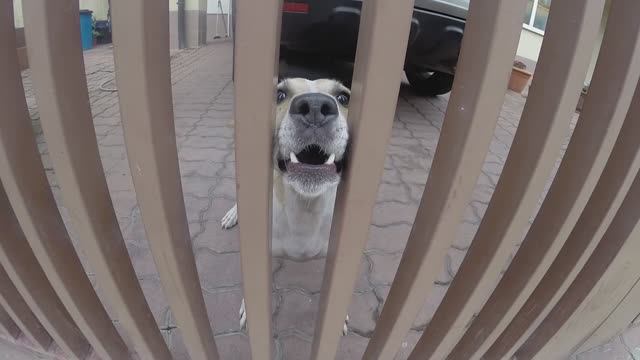 Лос-Адлерос