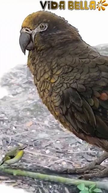 Loro Gigante Que no Puede Volar #shorts смотреть онлайн