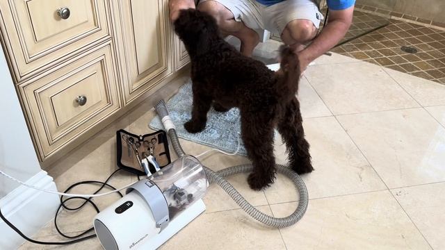 Lagotto Romagnolo Grooming Yourself!