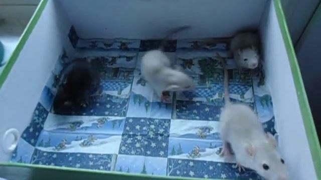 "Вертячка", 28 дней смотреть онлайн