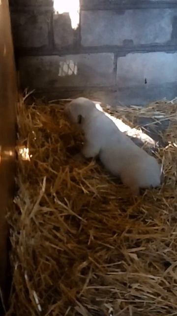 Щенок алабая лает и воет, а ему всего 6 дней. смотреть онлайн