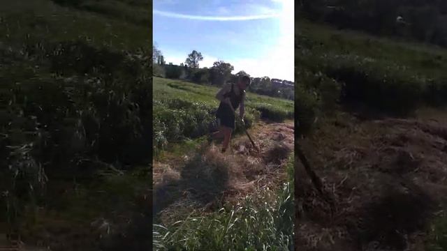 сеносбор, сенокос смотреть онлайн