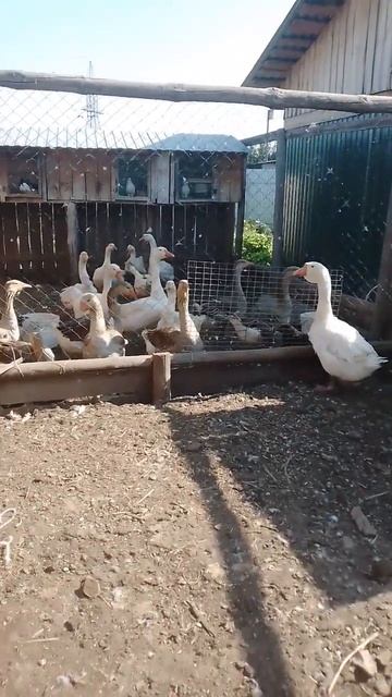 Вот моя банда 😜 смотреть онлайн