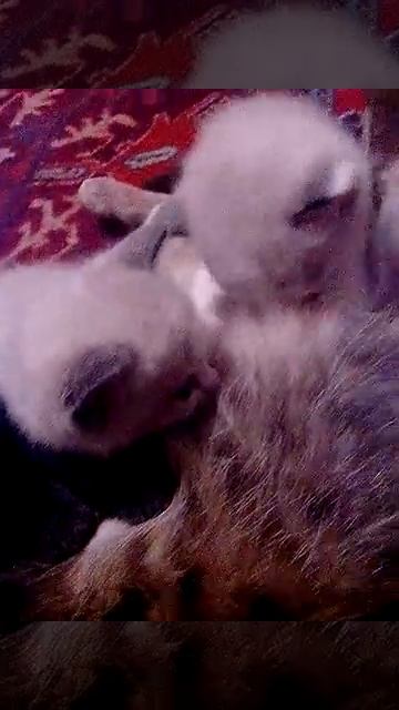 котята лежат на друг друге смотреть онлайн