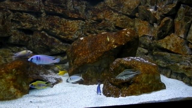 Feeding my Malawi Cichlids Placidochromis Tank смотреть онлайн
