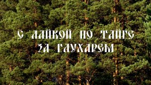 С лайкой по тайге за глухарем