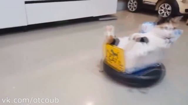 ЛУЧШИЕ ПРИКОЛЫ ОТ COUB ЗА ВСЕ ВРЕМЯ, РЕАЛЬНО СМЕШНО ТОП 21.10.2016 смотреть онлайн