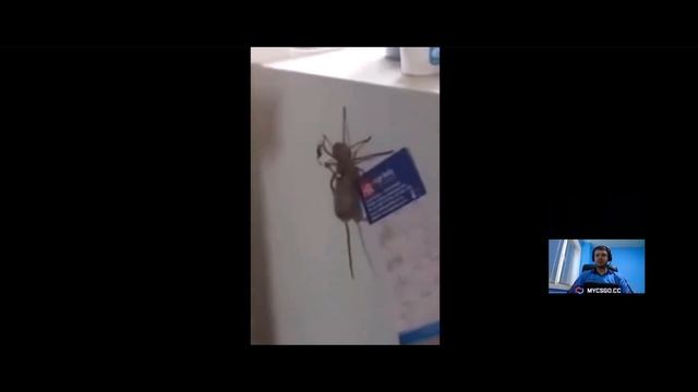 ПАПИЧ СМОТРИТ ВИДОС С ПАУКАМИ! (С ЛАСТ СТРИМА ВИДОСОВ) смотреть онлайн