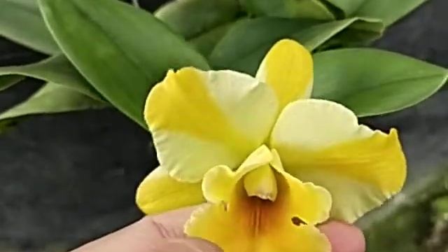 Rhyncattleanthe Nell Hammer