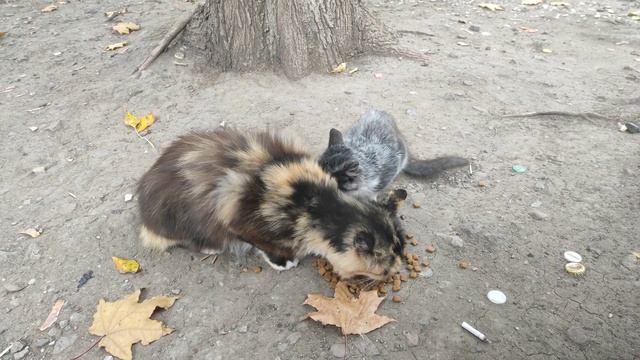 Возле многоэтажного дома обнаружил кошечку с очень красивым котенком смотреть онлайн