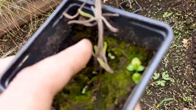 Как перезимовали черенки роз! 13 апреля 2024 г. смотреть онлайн