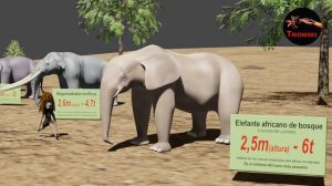 ELEPHANTS SIZE COMPARISON - Elephants and Mammoths Size Comparison. Evolución del Elefante