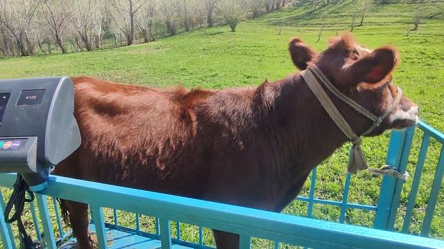 Мал тараза🐂📟весы для животных📟1жыл гарантиясы менен👍🤝 смотреть онлайн