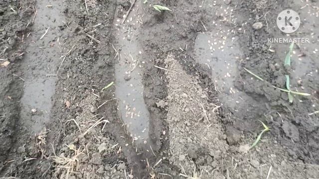 Посев укропа смотреть онлайн
