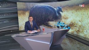 В Крыму начался период размножения у страусов Эму / События на ТВЦ
