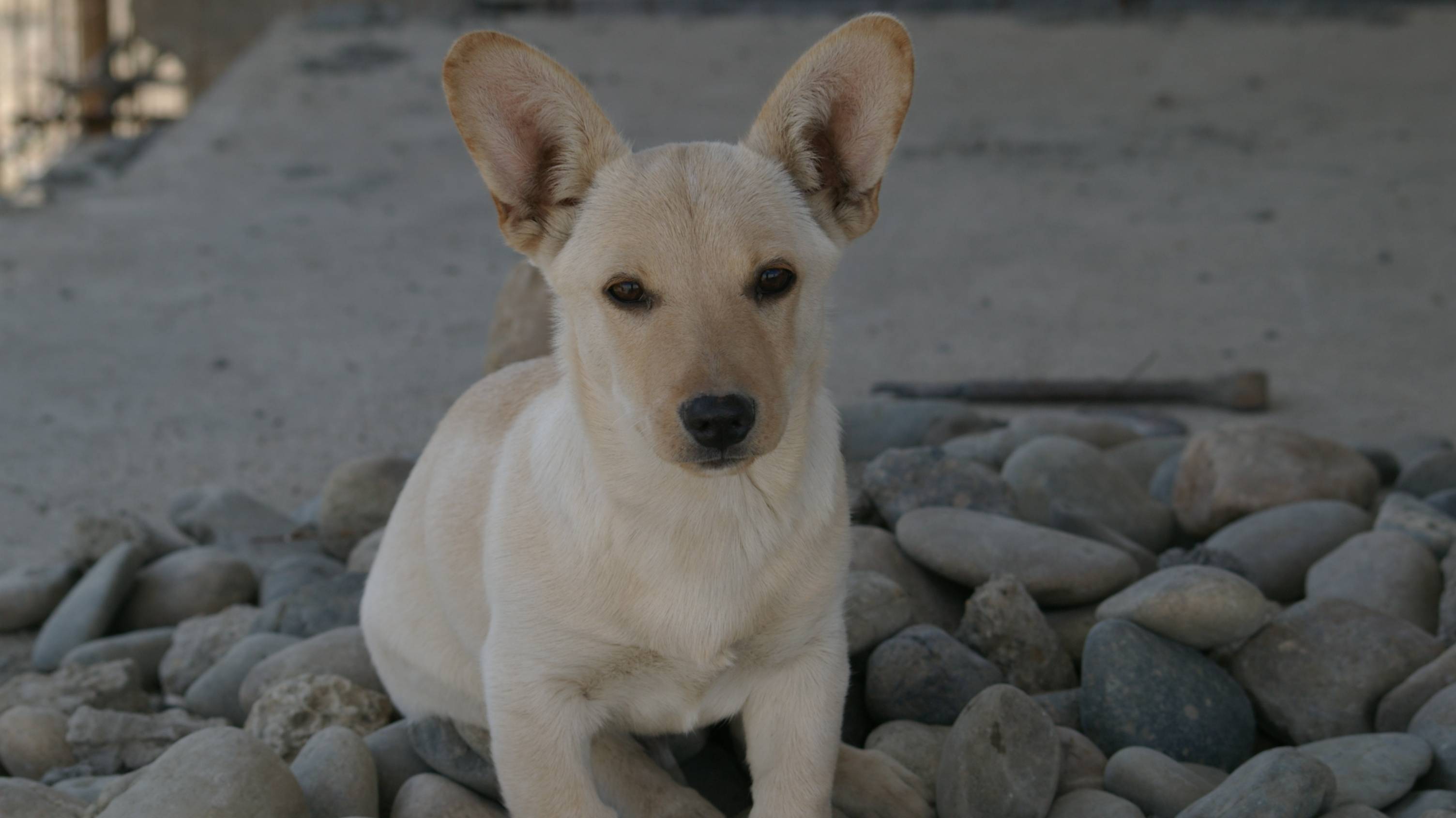 Собака играет. смотреть онлайн