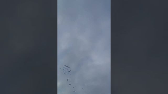 Голуби Серёги 26.12.2019 смотреть онлайн