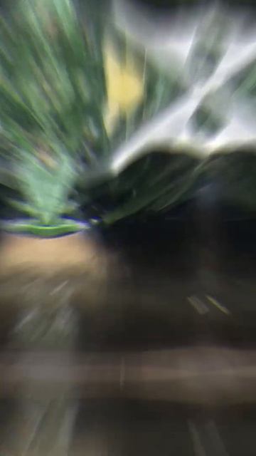 How To Prep A Carbon Steel Wok After It Is Seasoned.