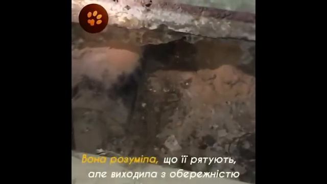 Порятунок кішки в теплотрасі смотреть онлайн