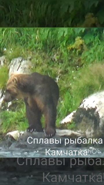 Река Быстрая Камчатка. смотреть онлайн