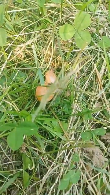 snail in my garden#gardening #plants #viral #shortvideo смотреть онлайн