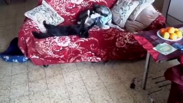 Заигрывания кошки с собакой смотреть онлайн