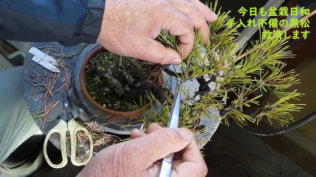 今日も盆栽日和 黒松 持ち崩しの盆栽を復活させます смотреть онлайн