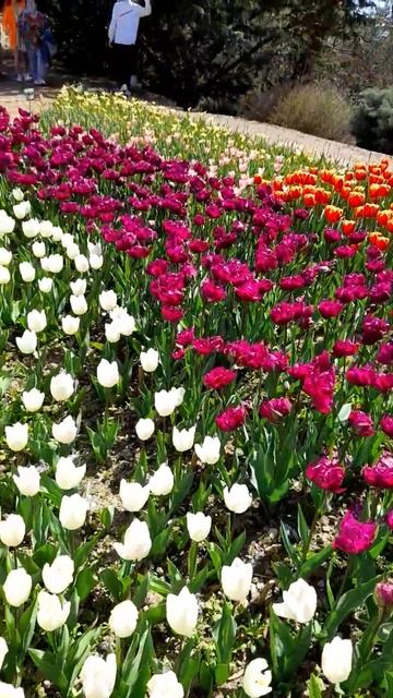 30 марта, Крым. ВЫСТАВКА ТЮЛЬПАНОВ 2024 #mustshare #mustsee #экскурсии #tourism #bestplaces смотреть онлайн