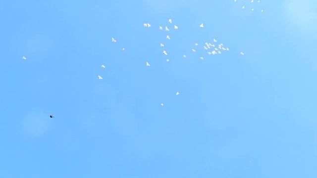 Бойные голуби. г.Богучар. смотреть онлайн