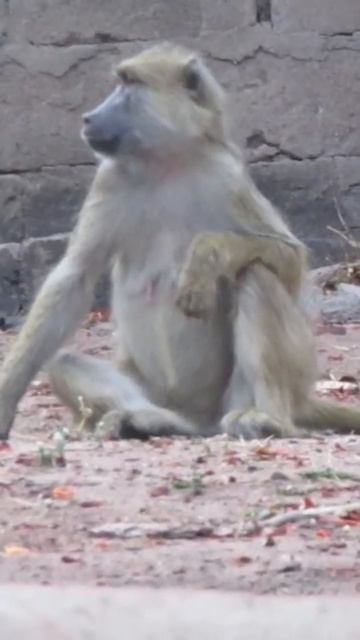 #animal #wildlife #naturephotography # monkey #india #zoo ANIMALS #nature #viralvideo #trendingshor смотреть онлайн