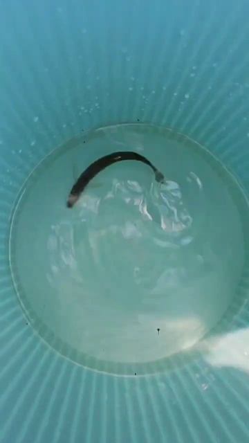 记录闺女垂钓生涯的第一只鱼-温州九山湖的小白条 смотреть онлайн