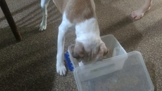 шмель улетел но обещал вернуться, но собака 🐕 не верит смотреть онлайн