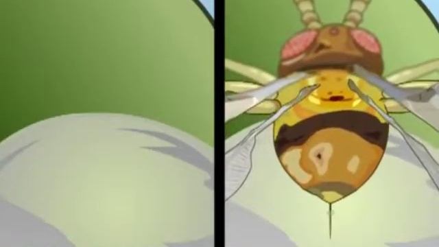 Biocontrol of Legume Pod Borer (Maruca vitrata) in Portuguese (accent from Mozambique) смотреть онлайн