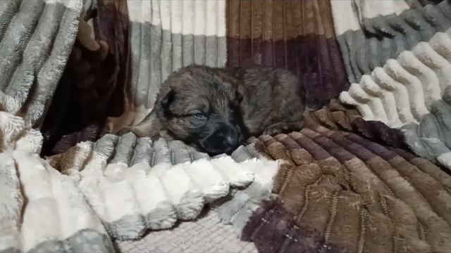 щенки немецкой овчарки смотреть онлайн