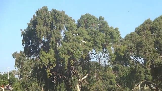 Знакомьтесь: Средняя белая цапля. смотреть онлайн