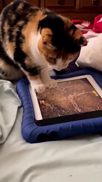 Most Hilarious Cat Fall Ever! Funniest Dogs 🐶 And Cats 😹 - Best Funny Animal Videos 2023 😇 #105 смотреть онлайн