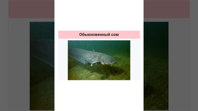 Марки стран мира с рыбами смотреть онлайн