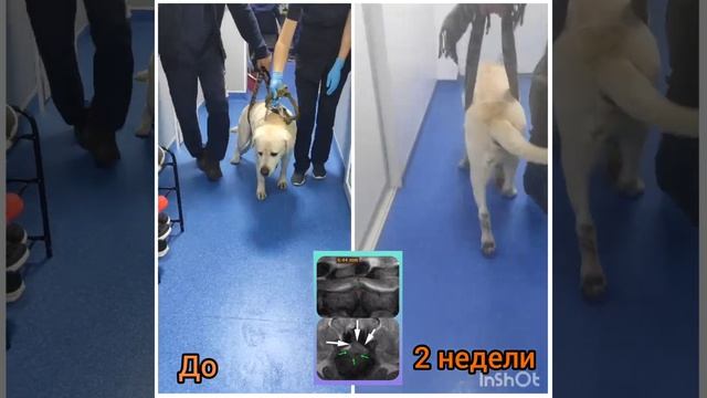 Лечение протрузии диска у собаки 28 октября 2022 г. смотреть онлайн